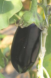 aubergine