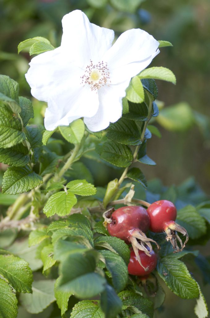 hybenrose
