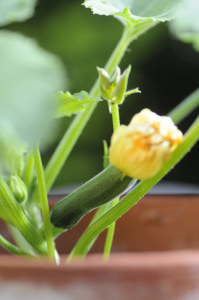 squash 1